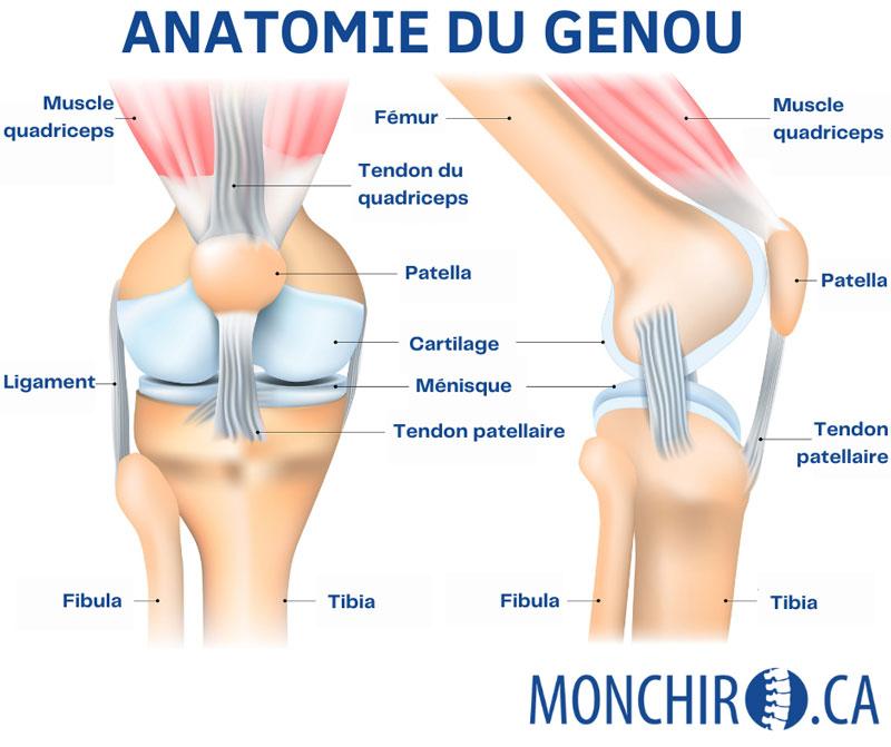 Exercices de prévention des douleurs aux genoux - Clinique Kiné Santé